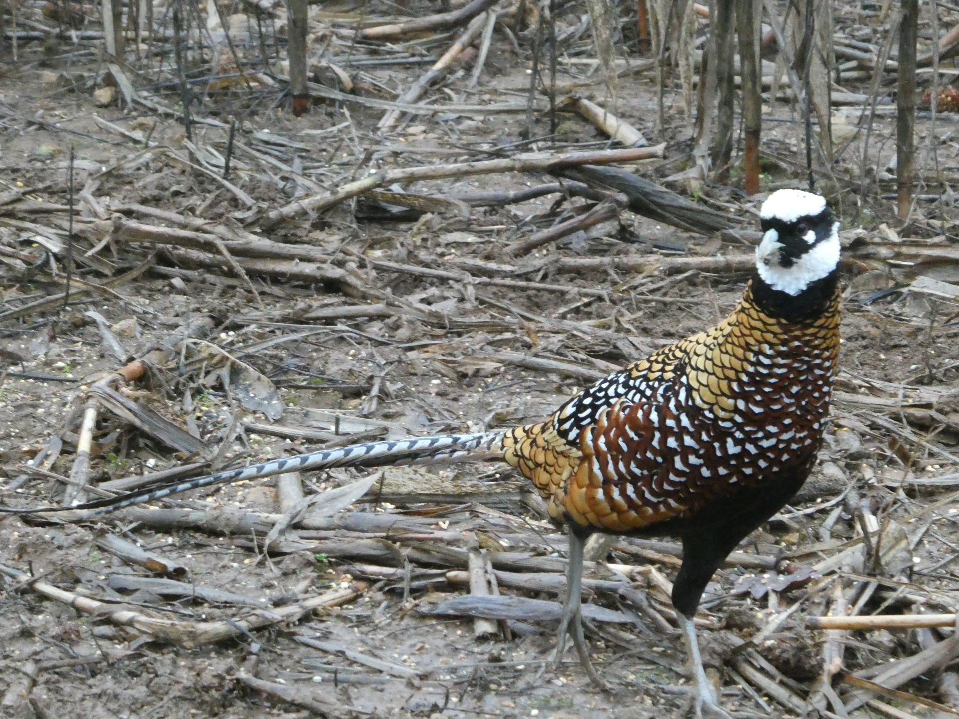 Reeves Pheasant